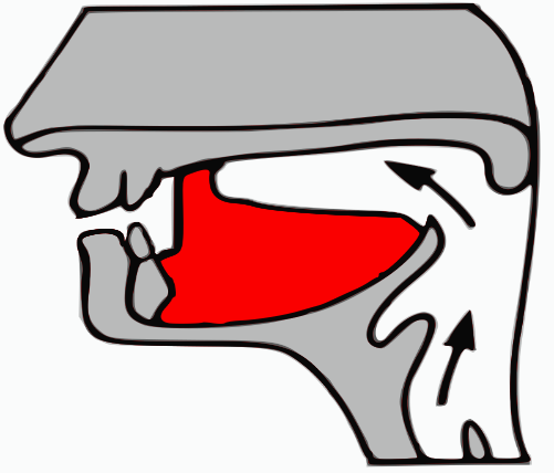 Image of tongue forming retroflex consonant